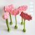 Amaryllis — DaduGarden plantable
