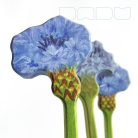 Cornflower - DaduGarden plantable