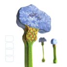 Cornflower - DaduGarden plantable