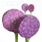 Onion flower - DaduGarden plantable