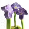 Iris - DaduGarden plantable