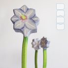 Clematis — DaduGarden Plantable