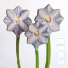 Clematis — DaduGarden Plantable