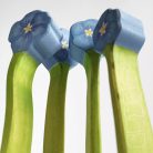 Flax flower - DaduGarden plantable