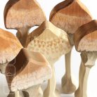 Slender parasol - DaduGarden plantable