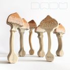 Slender parasol - DaduGarden plantable