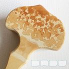 Slender parasol - DaduGarden plantable