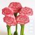Carnation - DaduGarden plantable