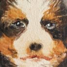 Bernese mountain puppy